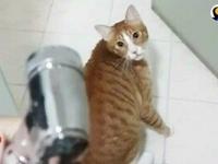 Kot, który bardzo chciał pod prysznic