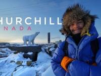Miasto NIEDŹWIEDZI POLARNYCH Churchill, północna Kanada
