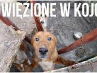 Trzy psy uwięzione w kojcu. Interwencja OTOZ Animals Warszawa.