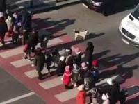 Pies z Gruzji został bohaterem, po tym gdy pomógł przejść dzieciom przez ulicę