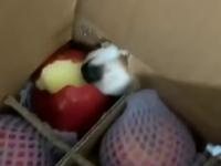 mały złodziejaszek jabłek przyłapany na gorącym uczynku