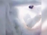 Pies ratujący człowieka uwięzionego pod śniegiem