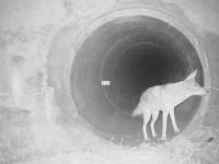 Kojot zaprasza swojego nowego kumpla do tunelu