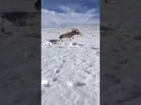 Rozdzielenie dwóch walczących jeleni za pomocą shotguna