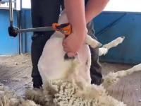 Strzyżenie owcy na „jedno cięcie”