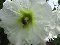Trzmiele upojone pyłkiem w kwiatach