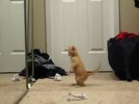 Koty widzą się pierwszy raz w lustrze