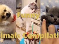 Pets And Funny Animals Compilation