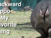 Pupa hipopotama to jego najfajniejsza część