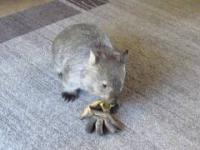 Wombat podjął rzuconą rękawicę i stacza ważną walkę