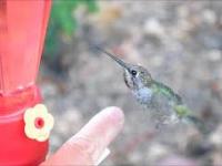 Jak oswoić dzikiego kolibra?