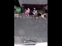 Małpa na rowerze próbuje porwać dziecko