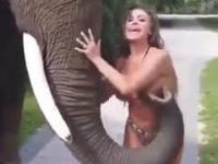 Erotyczny słoń vs Piękna Kobieta