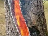 Drzewo płonące od środka po uderzeniu pioruna
