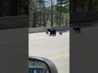 Niedźwiedzica uczy swoje maleństwo jak przeskakiwać przez barierkę