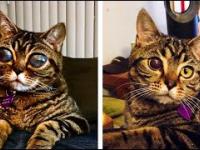 SZOK! Oczy kota nie przestają rosnąć tajemnicza choroba