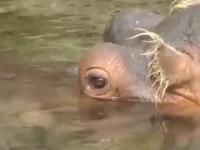 Hipopotam myjący zęby