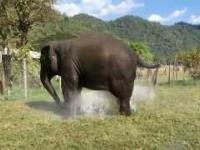 Słoń łamie rurę zraszacza w celu umycia