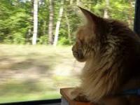 Kotek Karotek ogląda świat przez okno kampera - Hopaj