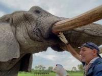 Duży słoń przyszedł do lekarza, gdyż boli go kieł