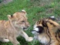 Zabawa małego lwiątka z małym tygryskiem