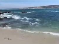 Foka robi żarcik na plaży