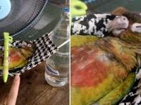 Papuga w hamaku zrobionego z maseczki sobie śpiewa