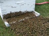 Pzreprowadzka pszczół do nowego lokum