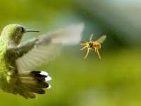 Świetne ujęcie kolibra unikającego nadlatującej osy, ukazane w spowolnieniu