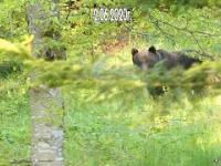 Spotkanie z niedźwiedziami w Bieszczadach