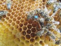 Pszczoły robotnice czyszczą nową królową z miodu
