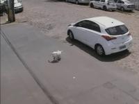 Kobieta wyrzuca z samochodu i porzuca niepełnosprawnego psa