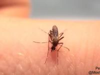 Komarzyca nie zna umiaru
