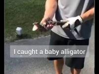 Pokaże wam małego aligatora