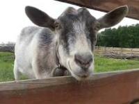 Bardzo przyjazne kozy - Kemping Półwysep Sielanka