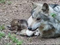 Wilk „opiekuje” się szczeniaczkami