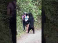 Niedźwiadek próbuje się zaprzyjaźnić