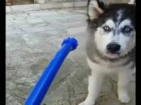 Husky Puppies Funny Compilation