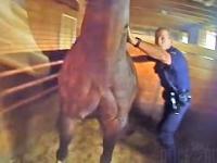 Policjanci ratują przestraszonego konia z płonącego rancza