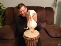 Kaczka, która gra na perkusji