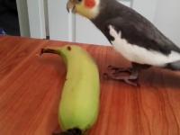 Papuga gwiżdże piosenkę i bije rytm