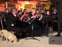Pies przychodzi na koncert muzyki klasycznej