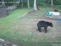 Niedźwiedzica broni swoje młode pociechy przed psami