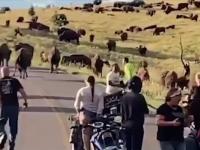 Kobieta podeszła bardzo blisko stada bizonów i szybko tego pożałowała