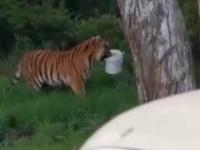 „Oddaj wiadro!” Amurski tygrys okradł wędkarzy w Kraju Nadmorskim w Rosji
