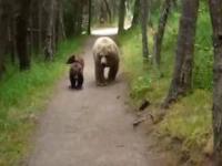 Niedźwiedzica Grizzly i dwa jej niedźwiadki spotykają turystę na szlaku w Alasce