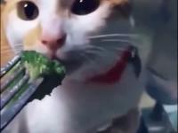 Dziwna reakcja kota na brokuły