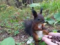 Odlot małej wiewiórki
