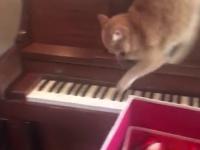 Kot panikuje gdy próbuje zejść z pianina