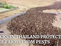 Armia kaczek wypuszczono na pola ryżowe w celu usuwania szkodników